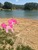 Size: 3024x4032 | Tagged: safe, gameloft, photographer:undeadponysoldier, pinkie pie, earth pony, pony, g4, augmented reality, female, irl, island, lake, mare, photo, ponies in real life, rock, solo, water