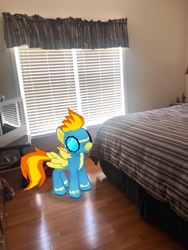 Size: 3024x4032 | Tagged: safe, gameloft, photographer:undeadponysoldier, spitfire, pegasus, pony, g4, augmented reality, bed, bedroom, clothes, female, irl, mare, photo, ponies in real life, solo, uniform, window, wonderbolts uniform