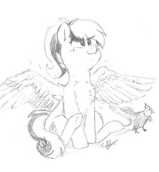 Size: 3606x3906 | Tagged: safe, artist:pucksterv, oc, oc only, oc:acela, bird, cockatiel, pegasus, pony, behaving like a bird, chest fluff, fluffy, high res, pegasus oc, pencil drawing, sketch, spread wings, traditional art, wings
