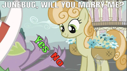 Size: 641x361 | Tagged: safe, edit, edited screencap, editor:undeadponysoldier, screencap, junebug, spike, dragon, earth pony, pony, g4, secret of my excess, all new, caption, cute, female, flower, flower basket, hat, hub logo, image macro, male, mare, marriage proposal, ponyville town hall, ship:junespike, shipping, straight, text, yes or no