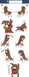 Size: 1200x3146 | Tagged: safe, artist:askwinonadog, winona, dog, ask winona, g4, ask, ball, cha-cha slide, dog treat, eating, female, fetch, food, mouth hold, simple background, solo, tail wag, tumblr, white background, woof