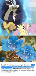 Size: 564x1198 | Tagged: safe, edit, edited screencap, screencap, discord, fluttershy, draconequus, pegasus, pony, g4, season 9, the last problem, bluebell (flower), cropped, female, harebell, implied discoshy, implied shipping, implied straight, male, observation, paper bag, portal, theory