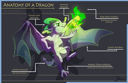 Size: 1280x828 | Tagged: safe, artist:ghostlymuse, spike, dragon, g4, anatomy, anatomy guide, cute, fire, fire breath, male, reference sheet, scroll, solo, spikabetes, winged spike, wings