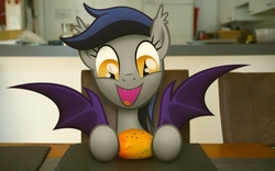 Size: 1920x1200 | Tagged: safe, oc, oc only, oc:echo, bat pony, pony, echo's fruit rampage, bat wings, chair, cute, ear tufts, eyes on the prize, fangs, female, food, fruit, happy, hoof hold, imminent bite, imminent nom, irl, lidded eyes, looking at something, mango, mare, ocbetes, open mouth, perfectly timed photos, photo, ponies in real life, smiling, solo, spread wings, table, that batpony sure does love mangoes, wings