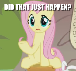 Size: 718x671 | Tagged: safe, edit, edited screencap, screencap, angel bunny, fluttershy, g4, she talks to angel, caption, cropped, image macro, question, solo focus, text
