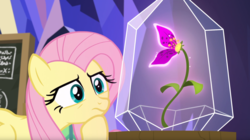 Size: 1680x942 | Tagged: safe, screencap, fluttershy, pony, g4, growing up is hard to do, enchanted, female, flower, glass case, magic, mare, pondering, solo, wishing flower