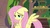 Size: 1920x1080 | Tagged: safe, screencap, fluttershy, pegasus, pony, g4, my little pony: friendship is magic, she talks to angel, female, mare, messy mane, scroll, solo, tired