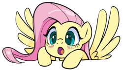Size: 877x506 | Tagged: safe, artist:pencils, fluttershy, pegasus, pony, g4, :o, blushing, bust, cute, daaaaaaaaaaaw, female, gasp, mare, open mouth, portrait, shyabetes, simple background, solo, spread wings, three quarter view, transparent background, wings
