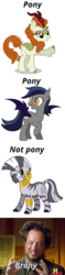 Size: 700x2960 | Tagged: safe, autumn blaze, zecora, oc, oc:echo, bat pony, human, kirin, zebra, g4, ancient aliens, caption, cloven hooves, colored hooves, ear piercing, earring, female, giorgio a. tsoukalos, image macro, jewelry, leg rings, mare, meme, neck rings, piercing, racism, simple background, text, white background
