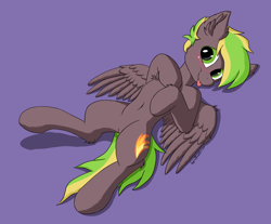 Size: 2900x2400 | Tagged: safe, artist:blackice, oc, oc only, oc:lightflare, pegasus, pony, belly button, blushing, chest fluff, cute, ear fluff, high res, looking at you, lying down, male, on back, pegasus oc, simple background, solo, stallion, tongue out, wings