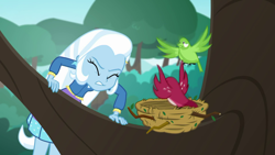 Size: 1280x720 | Tagged: safe, screencap, trixie, bird, a little birdie told me, equestria girls, g4, my little pony equestria girls: better together, bird nest, female, nest, tree, tree branch
