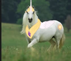 Size: 1330x1136 | Tagged: safe, princess celestia, alicorn, pony, g4, cutie mark, irl, irl horse, jewelry, majestic as fuck, meadow, peytral, photo, photoshop, princess celestia is a horse, regalia, tiara