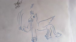 Size: 4032x2240 | Tagged: safe, artist:horsesplease, gallus, bird, griffon, magpie, g4, doodle, scratching, traditional art, upset
