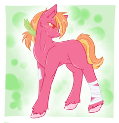 Size: 1020x1056 | Tagged: safe, artist:crescentmyst, oc, oc only, oc:cherry changa, earth pony, pony, bandage, freckles, male, offspring, parent:big macintosh, parent:cheerilee, parents:cheerimac, solo, stallion
