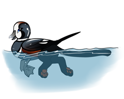 Size: 2500x2000 | Tagged: safe, anonymous artist, bird, duck, griffon, original species, drawthread, harlequin griffon, high res, op, paw pads, requested art, simple background, solo, swimming, wat, white background