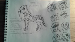 Size: 1024x576 | Tagged: safe, artist:bronywishbone, oc, oc:nora the pegacheetah, cheetah, hybrid, pegasus, pony, wishbone heroes: friends forever, concept art, crossover, drawing, expressions, sketch, traditional art, wishbone heroes