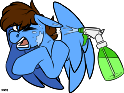 Size: 1032x774 | Tagged: safe, artist:lrusu, oc, oc only, oc:pegasusgamer, pegasus, pony, annoyed, bad pony, bust, eye clipping through hair, one eye closed, open mouth, simple background, solo, spray bottle, transparent background, water, wings