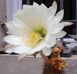 Size: 3072x2941 | Tagged: safe, artist:dingopatagonico, applejack, pony, g4, cactus, cactus flower, flower, high res, irl, photo, toy