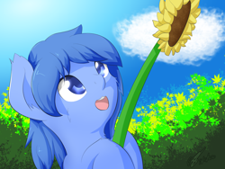 Size: 2048x1536 | Tagged: safe, artist:icy wings, oc, oc only, oc:frost soar, pegasus, pony, flower, happy, looking up, open mouth, smiling, solo, sunflower