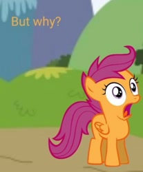 Size: 717x866 | Tagged: artist needed, safe, scootaloo, pegasus, pony, g4, but why, caption, female, filly, juxtaposition, juxtaposition bait, juxtaposition win, meme, meta, open mouth, reaction image, shocked, solo, text
