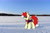 Size: 3000x2000 | Tagged: safe, artist:aaathebap, oc, oc only, oc:aaaaaaaaaaa, bat pony, pony, bat pony oc, bat wings, clothes, cute, high res, irl, male, real life background, scarf, snow, solo, tail, wings, winter