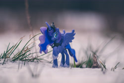 Size: 6000x4000 | Tagged: safe, artist:plastikdarling, photographer:plastikdarling, princess luna, alicorn, pony, g4, snow, solo, toy, winter