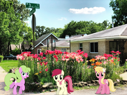 Size: 1920x1439 | Tagged: safe, artist:bluemeganium, artist:dashiesparkle edit, artist:drewdini, edit, vector edit, daisy, flower wishes, lily, lily valley, roseluck, earth pony, pony, g4, female, flower trio, irl, mare, photo, ponies in real life, trio, trio female, vector