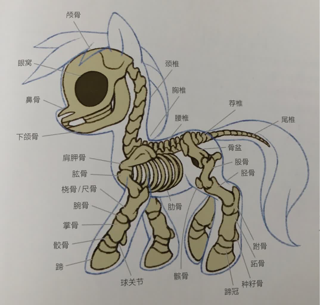 Анатомия скелета МЛП