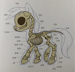 Size: 1342x1280 | Tagged: artist needed, safe, pony, anatomy, anatomy chart, bone, chart, chinese, skeleton, solo, translation request