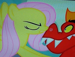 Size: 4160x3120 | Tagged: safe, screencap, fluttershy, garble, dragon, pegasus, pony, g4, sweet and smoky, boop, cropped, eyes closed, out of context, photo, picture of a screen, shrunken pupils