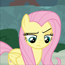 Size: 866x867 | Tagged: safe, screencap, angel bunny, fluttershy, pegasus, pony, g4, she talks to angel, body swap, cropped, female, folded wings, mare, raised eyebrow, solo, wings