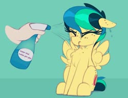 Size: 1069x820 | Tagged: safe, artist:shinodage, edit, oc, oc only, oc:apogee, human, pegasus, pony, apogee getting sprayed, bad pony, blue background, chest fluff, disembodied hand, eyes closed, female, filly, floppy ears, green background, hand, offscreen character, simple background, sitting, solo, spray bottle, spread wings, water, wings