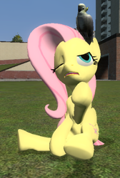 Size: 372x553 | Tagged: safe, artist:didgereethebrony, fluttershy, bird, cockatoo, pegasus, pony, g4, 3d, angry, annoyed, gmod