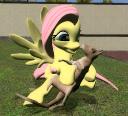 Size: 527x478 | Tagged: safe, artist:didgereethebrony, fluttershy, pegasus, pony, wallaby, g4, 3d, clipping, gmod, happy, smiling