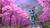 Size: 2560x1440 | Tagged: safe, artist:tinybenz, meadowbrook, earth pony, pony, g4, bag, cherry blossoms, cloud, cute, female, flower, flower blossom, grass, healer's mask, mare, mask, meadowcute, nature, reflection, saddle bag, scenery, sky, solo, tree, wet