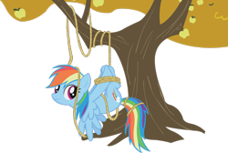 Size: 2991x2004 | Tagged: safe, artist:midnite99, rainbow dash, pegasus, pony, fall weather friends, g4, female, high res, hogtied, mare, rainbond dash, rope, simple background, solo, suspended, tied up, transparent background, tree, vector