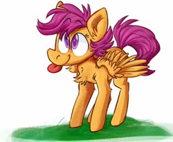 Size: 954x783 | Tagged: safe, artist:klhpyro, scootaloo, pegasus, pony, g4, :p, chest fluff, cute, cutealoo, ear fluff, female, filly, grass, looking at you, silly, silly pony, simple background, solo, spread wings, standing, tongue out, white background, wings
