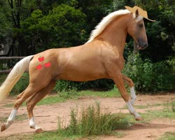 Size: 1024x818 | Tagged: safe, edit, applejack, earth pony, horse, pony, g4, blonde mane, cowboy hat, cutie mark, galloping, grass, hat, irl, irl horse, live action applejack, palomino, photo, photoshop, sand, stetson
