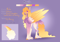 Size: 3500x2454 | Tagged: safe, artist:nobleclay, oc, oc only, oc:aquila, pegasus, pony, heterochromia, high res, male, reference sheet, solo, stallion, tail feathers, unshorn fetlocks