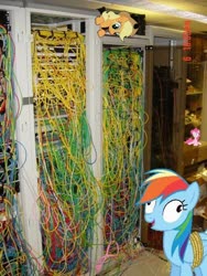 Size: 480x640 | Tagged: safe, applejack, pinkie pie, rainbow dash, earth pony, pegasus, pony, g4, applestare, cables, irl, photo, ponies in real life, server