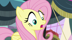 Size: 1920x1080 | Tagged: safe, screencap, angel bunny, fluttershy, pegasus, pony, g4, she talks to angel, female, mare, shocked, solo