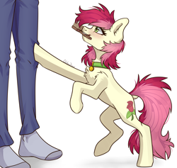 Size: 3000x2844 | Tagged: safe, artist:chibadeer, roseluck, earth pony, human, pony, g4, blushing, brush, chest fluff, clothes, collar, commissioner:doom9454, cute, dock, ear fluff, female, fluffy, hairbrush, high res, jeans, mare, messy mane, mouth hold, pants, pet collar, pet tag, pony pet, rosabetes, rosepet, shoulder fluff, simple background, socks, white background