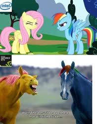 Size: 526x671 | Tagged: artist needed, source needed, useless source url, safe, fluttershy, rainbow dash, horse, pegasus, pony, g4, sonic rainboom (episode), comparison, flehmen response, hoers, horses doing horse things, intel, irl, irl horse, meme, nvidia, pc master race, photo, realistic, recolored hoers