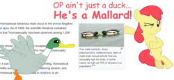 Size: 1068x495 | Tagged: safe, apple bloom, bird, duck, mallard, g4, female, filly, op, op is a duck (reaction image), wikipedia