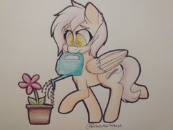 Size: 1024x768 | Tagged: safe, artist:anxioussartist, oc, oc only, oc:lavender whisper, pegasus, pony, eyelashes, femboy, flower, girly, male, solo, stallion, traditional art, watering can
