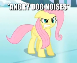 Size: 720x590 | Tagged: safe, edit, edited screencap, screencap, fluttershy, pegasus, pony, g4, keep calm and flutter on, behaving like a dog, caption, cropped, descriptive noise, female, floppy ears, flutterdog, growling, image macro, mare, solo, text