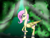 Size: 1025x780 | Tagged: safe, artist:jedimoonstar, fluttershy, deer, deer pony, original species, pegasus, pony, g4, female, flutterdeer, folded wings, looking at you, solo, wings