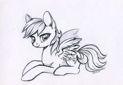 Size: 800x555 | Tagged: safe, artist:maytee, rainbow dash, pegasus, pony, g4, female, grayscale, looking at you, mare, monochrome, pencil drawing, prone, simple background, solo, traditional art, white background