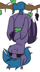 Size: 1089x1953 | Tagged: safe, artist:seafooddinner, oc, oc only, oc:belfry towers, bat pony, pony, behaving like a bat, eating, food, grapes, herbivore, solo, tree branch, upside down