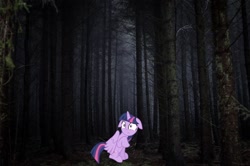 Size: 1068x708 | Tagged: artist needed, source needed, useless source url, safe, twilight sparkle, alicorn, pony, g4, ears back, forest, irl, photo, scared, twilight sparkle (alicorn)